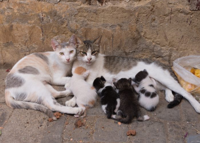 #5: What should I do if I found a mother stray or feral cat with KITTENS?