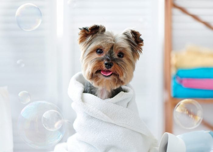 Towel Dry Your Dog