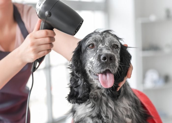 Blow Drying Your Dog