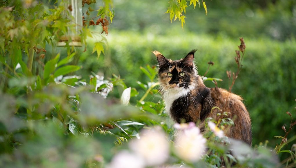 Stray Cats and Feral Cats: Spot The Difference!