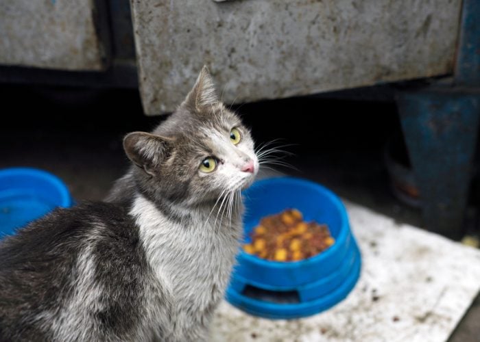 #1: What should I do if I find a HUNGRY stray or feral cat?