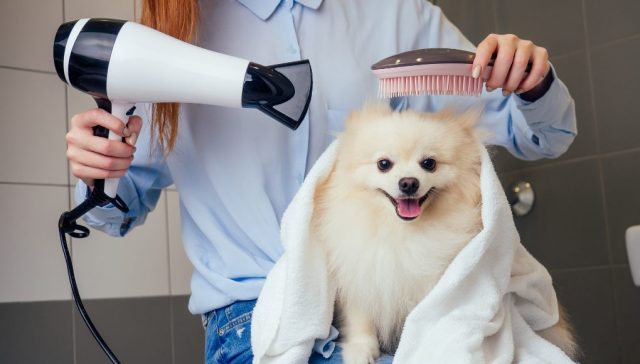 How To Dry Your Dog: Effective Tips And Tricks