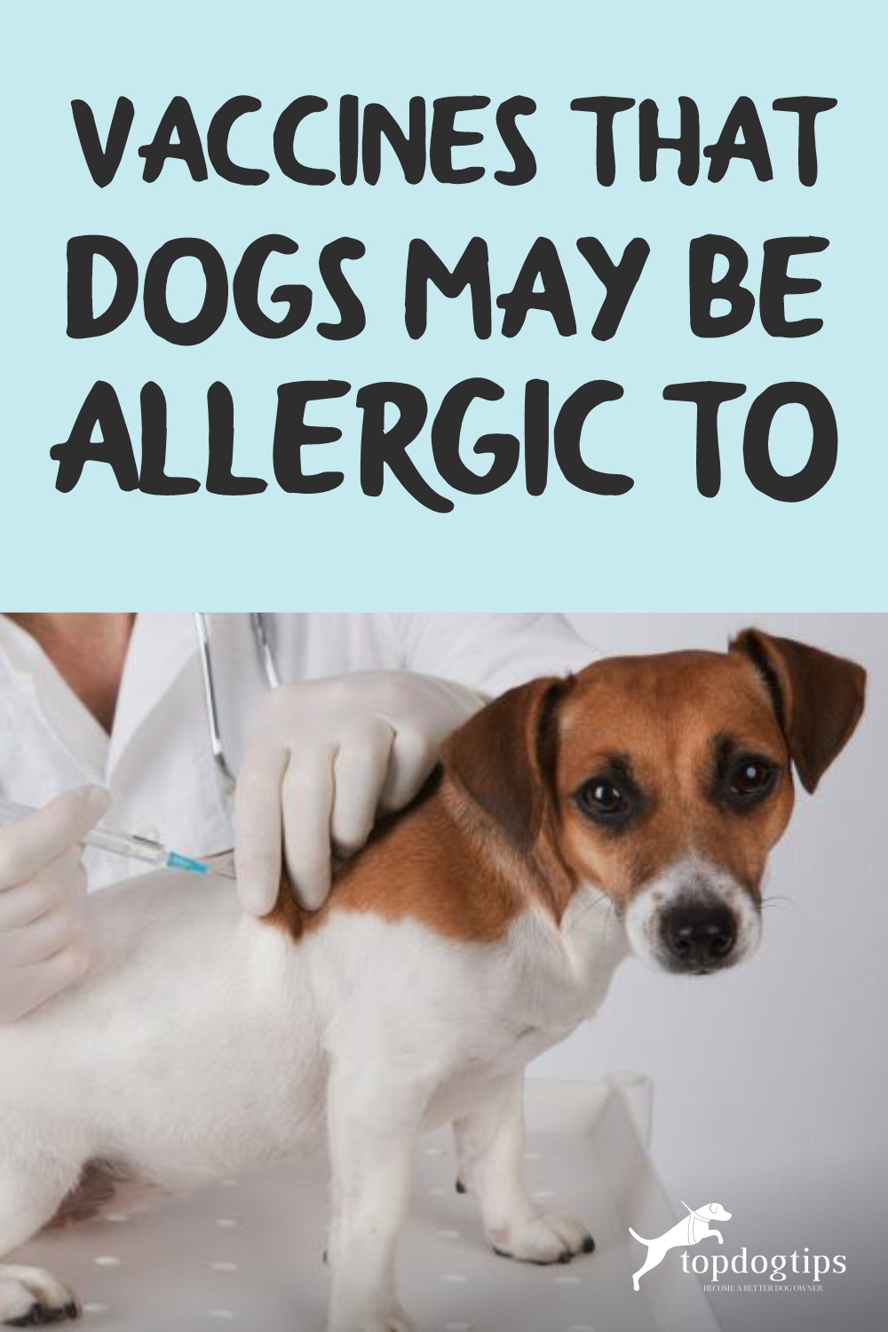 Vaccines That Dogs May Be Allergic To