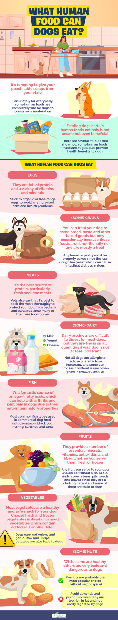 What Human Food Can Dogs Eat infographics