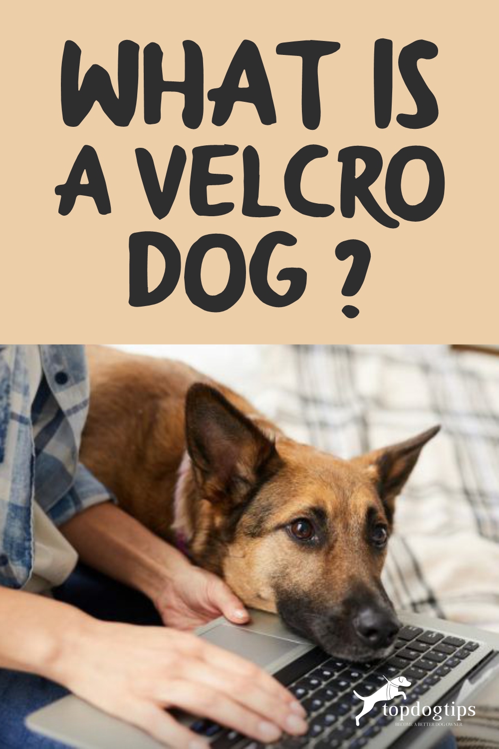 What is a Velcro Dog