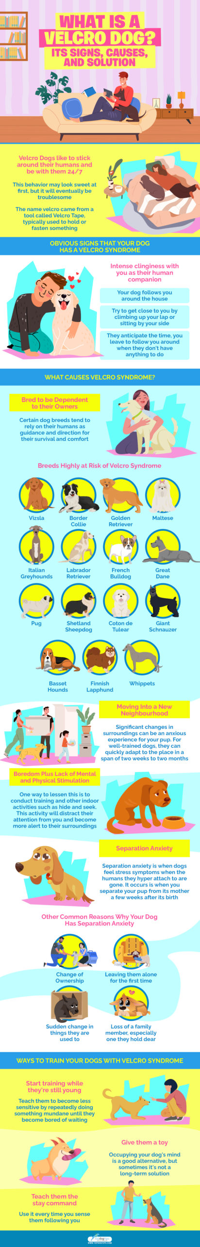 What is a Velcro Dog infographics