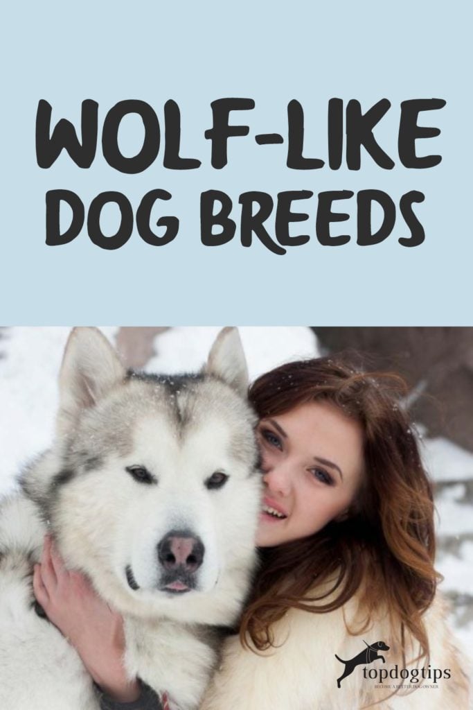 Wolf-Like Dog Breeds