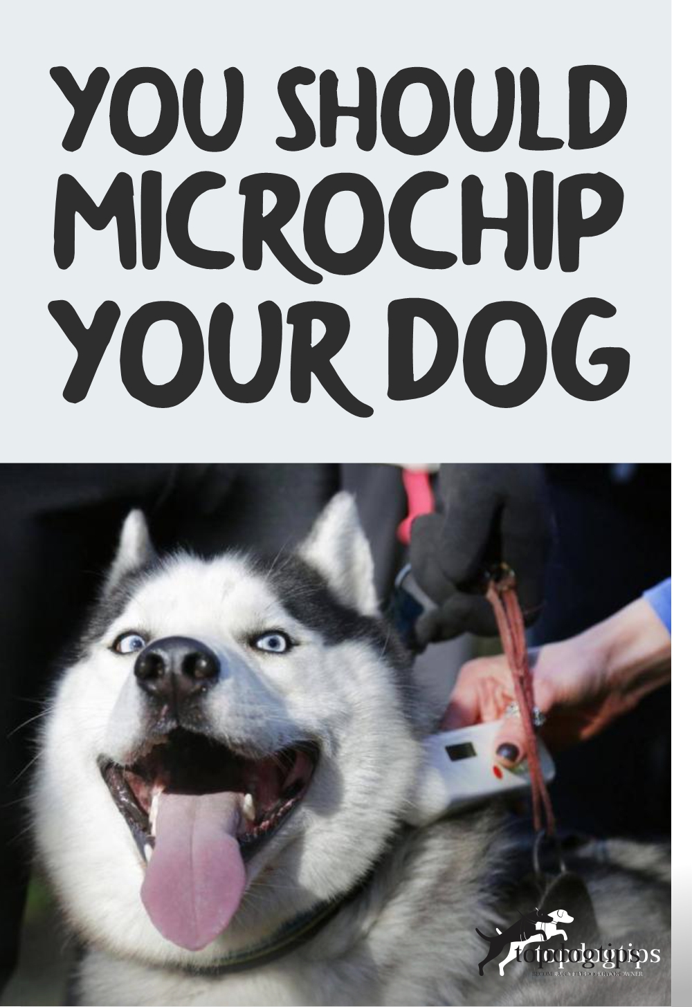  Microchip Your Dog