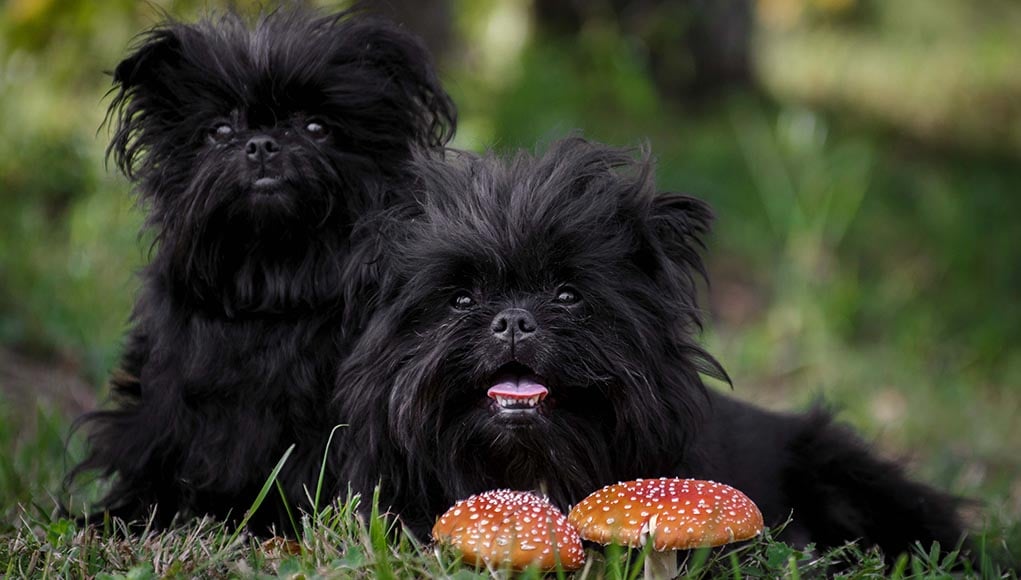 affenpinscher dog breed