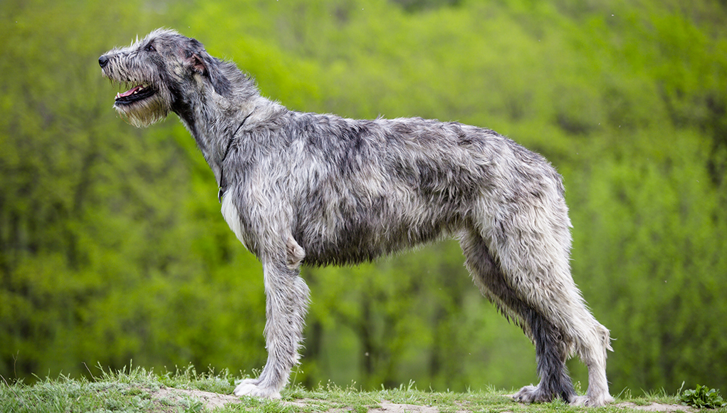 Irish Wolfhound