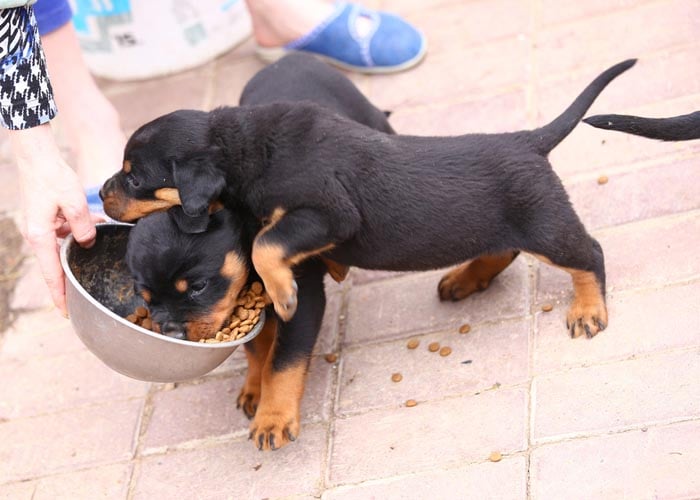 rottweiler dog breed