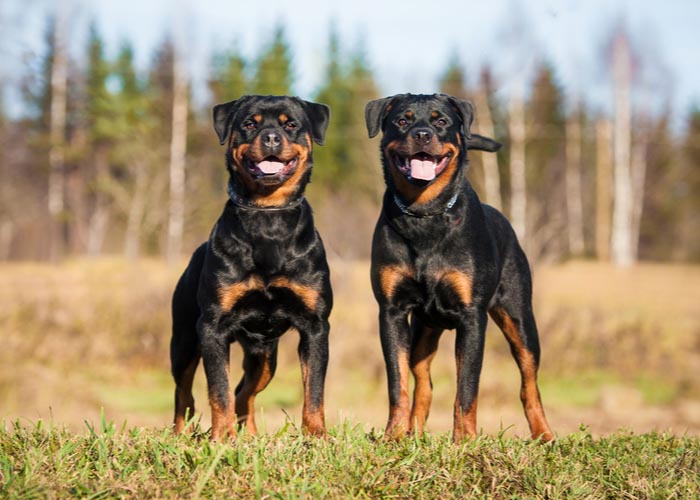 rottweiler height