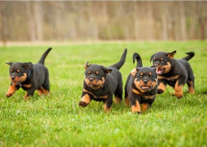 rottweiler puppies