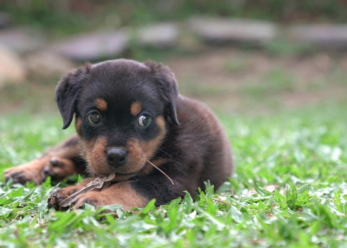 rottweiler puppy