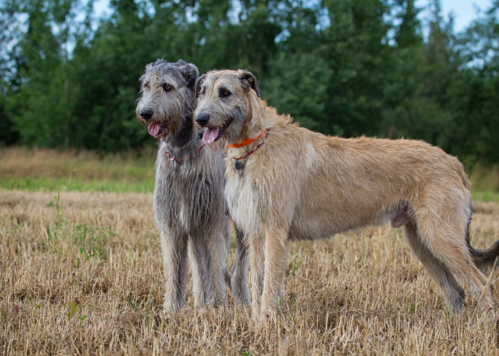 What is Irish Wolfhound Dog?