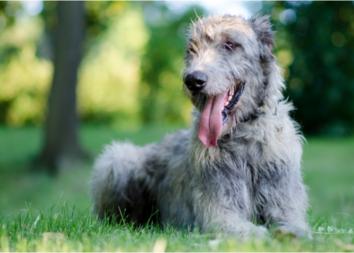 Main quality of an Irish Wolfhound Dog