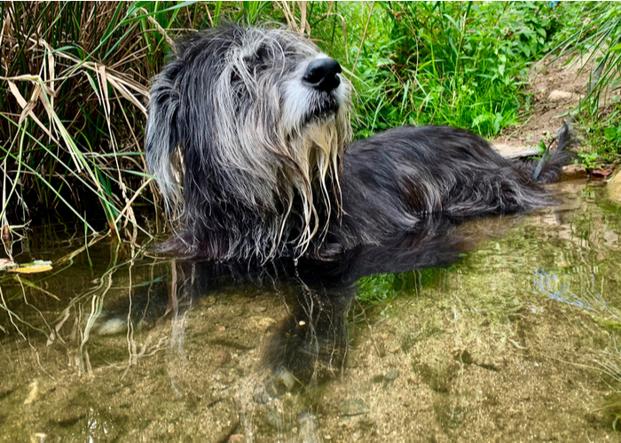 Swimming Wolfhound