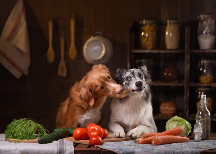 common mistakes in preparing homemade dog food