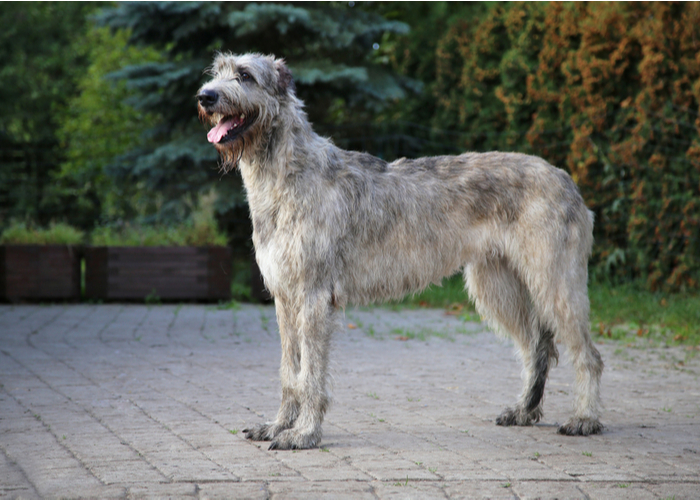 Physical Appearance of Irish Wolfhound