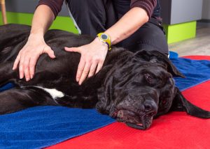 massage for dog pain relief