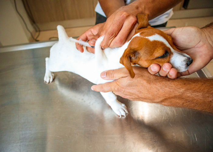 puppy vaccination