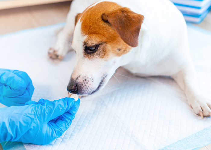 giving pain reliever for dogs