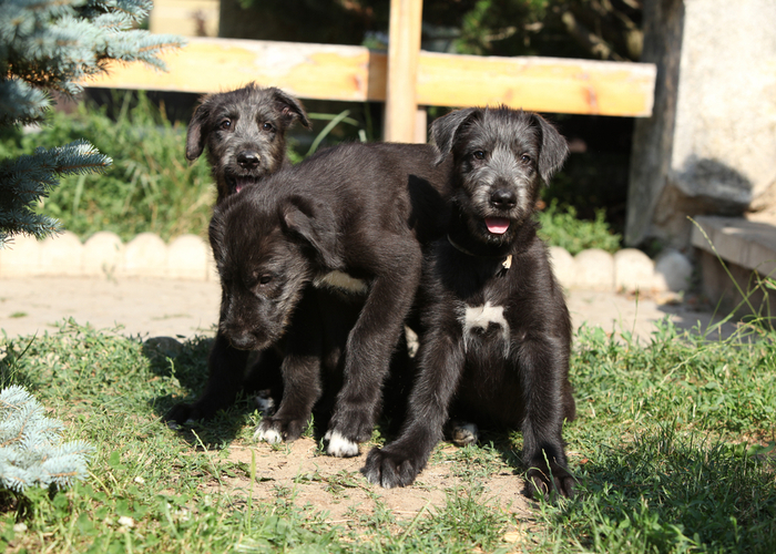 Irish Wolfhound Puppies