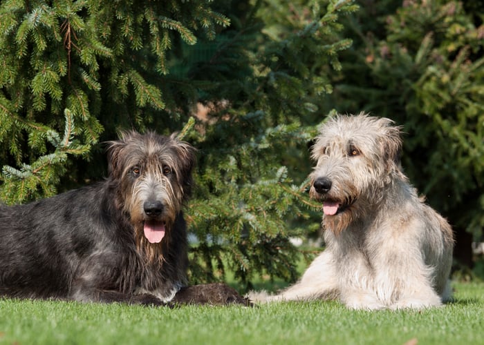 Irish Wolfhound Lifespan