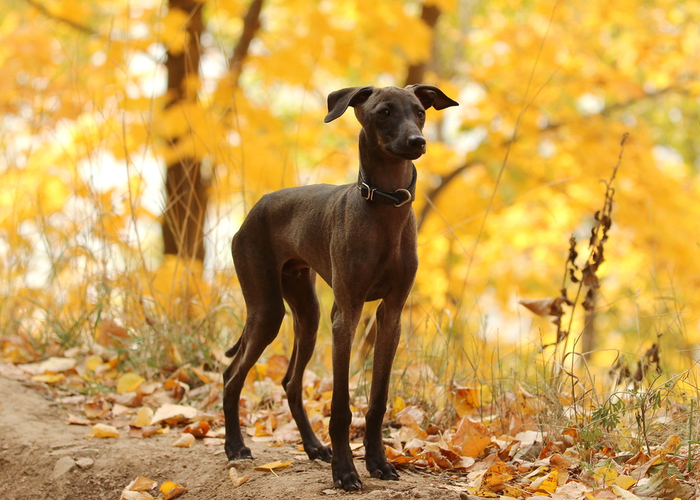 Italian Greyhound in the woods