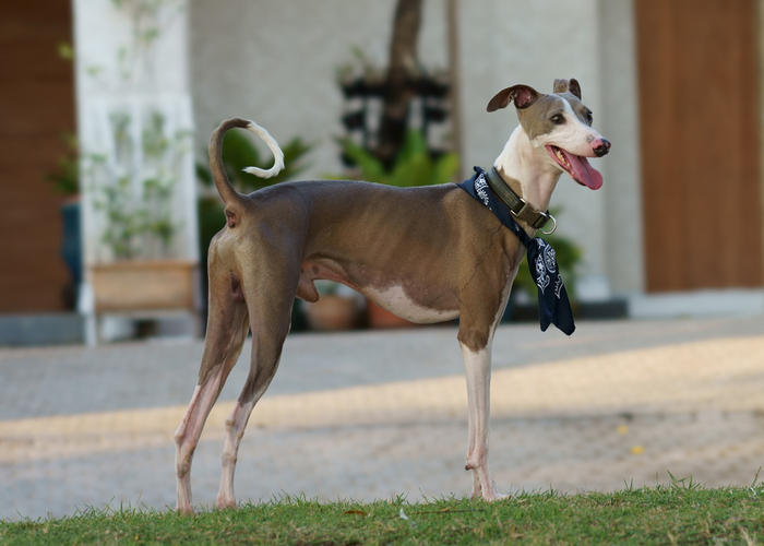 Italian Greyhound Appearance