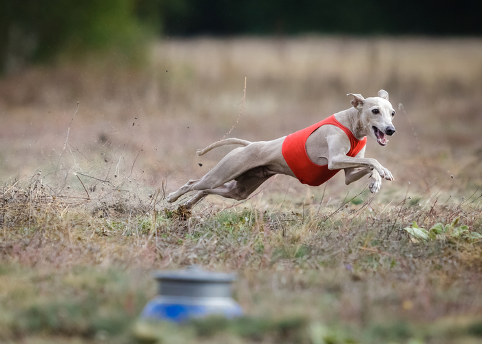 Exercising Italian Greyhound