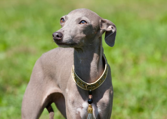 Lifespan of an Italian Greyhound dog