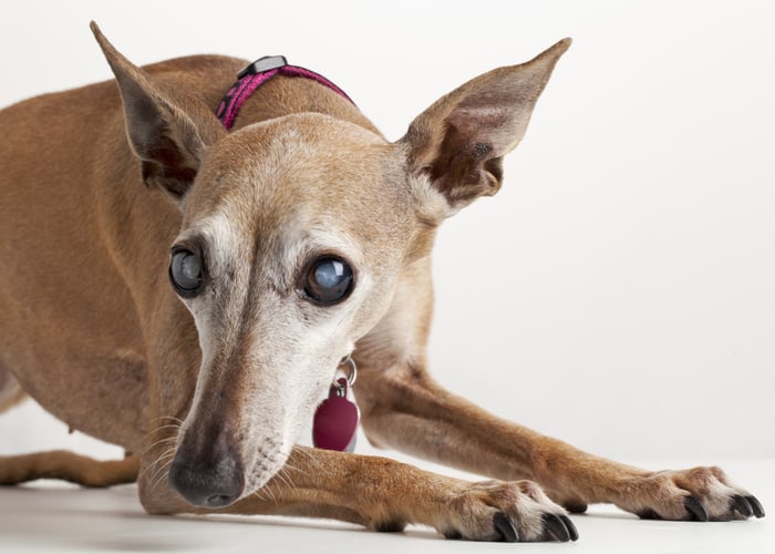 Italian Greyhound with Cataracts