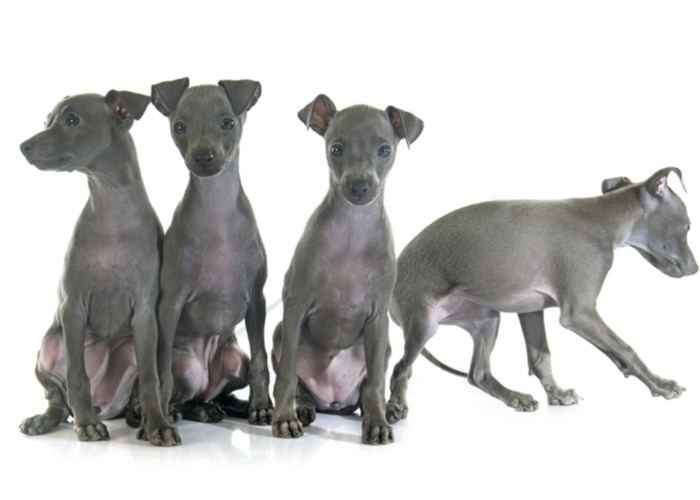 Italian Greyhound puppies