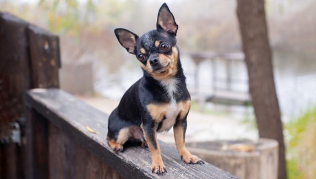 Chihuahua black, brown and white outdoor