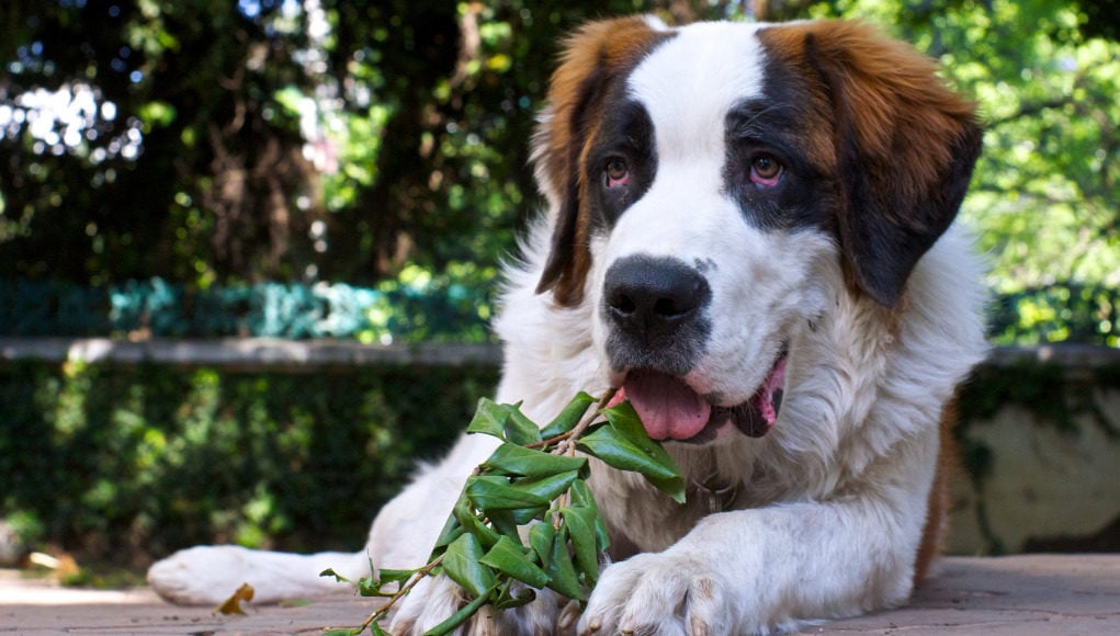 Natural Diuretics for Dogs: 10 Top Foods, Herbs, and Others