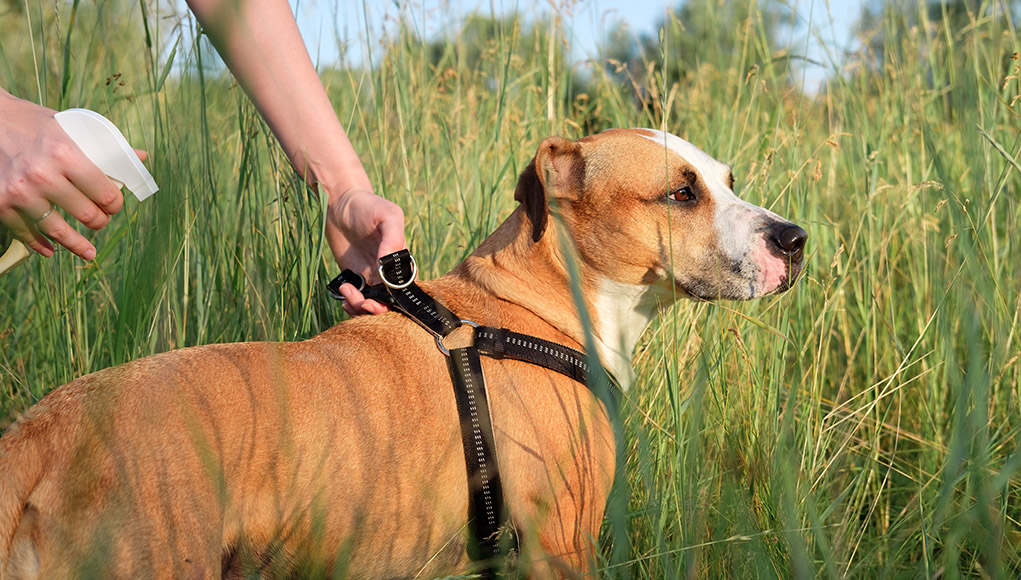 Dog Mosquito Repellent Featured Image