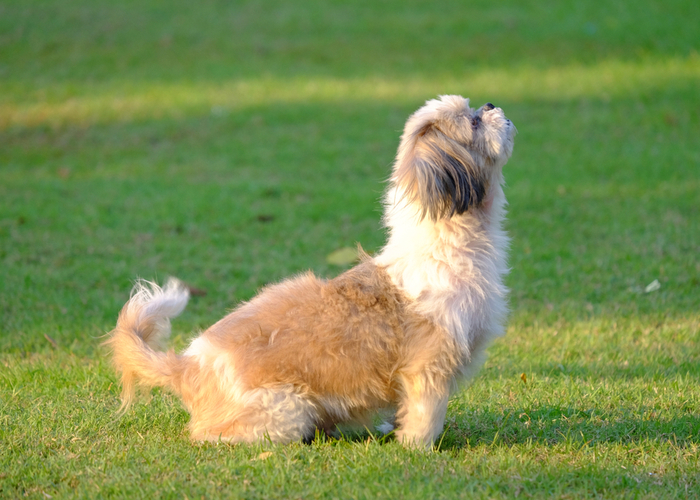 Dog scooting on grass