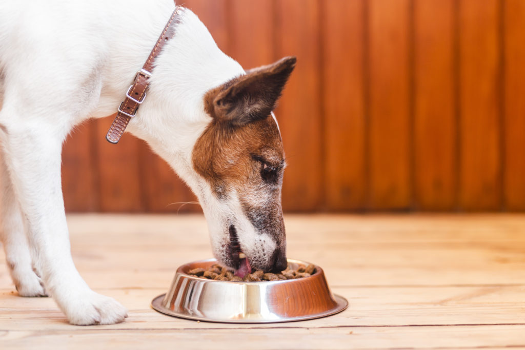 Brown and white dog with brown collar eating dog food from a metal bowl