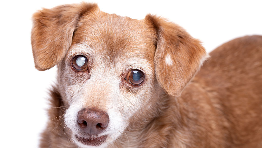 Featured Photo for Cataract in Dogs