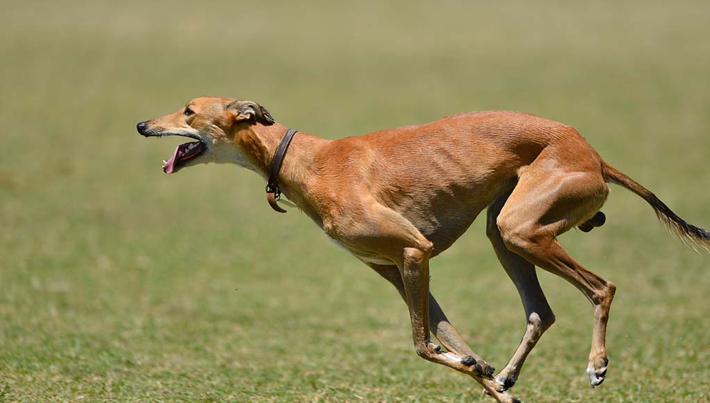 Brown Greyhound running greyhounds dog breed