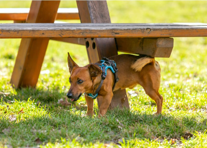 How Dogs Mark Their Territory