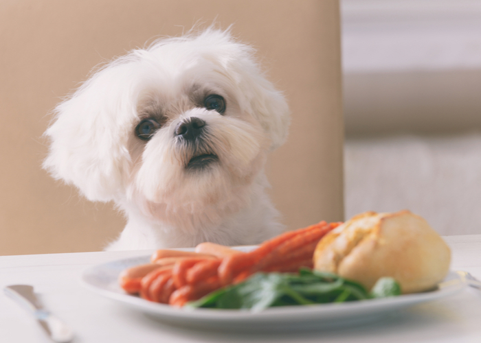 Is Homemade Puppy Food Good for Puppies?