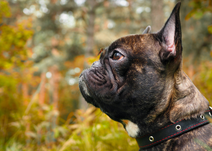 Mosquito in Dog nose