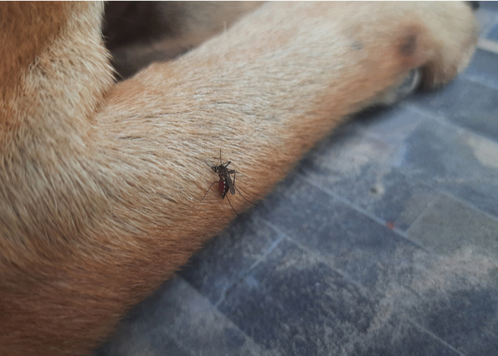 Mosquito on Dog