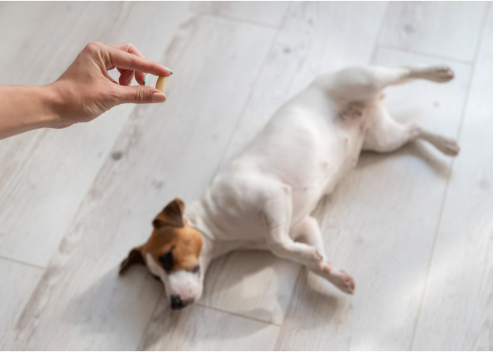 Pet vitamins for picky eater dog