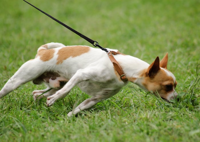 Preventing Dogs Marking Their Territory