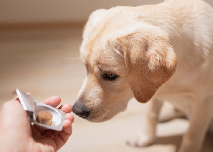 Pros and Cons Dog Supplements with Dog sniffing multivitamins treat