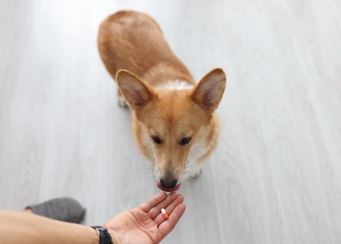 Pros and Cons Dog Supplements with dog watching pill in owner's hand