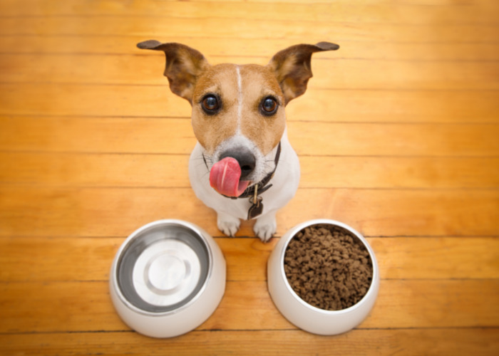 Natural Diuretics for Dogs: Dog in front of food and water bowl